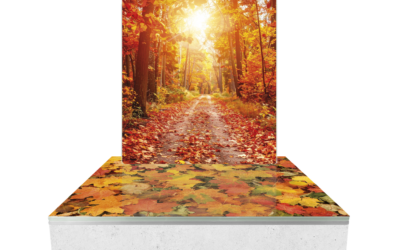 Cinéraire Automne