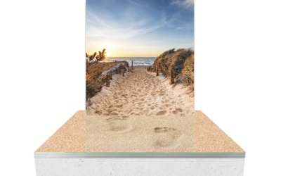 Cinéraire Plage