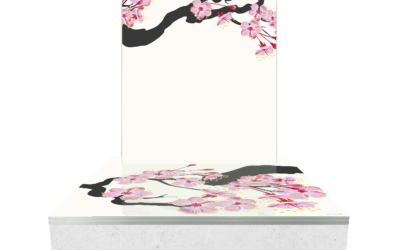 Cinéraire Sakura