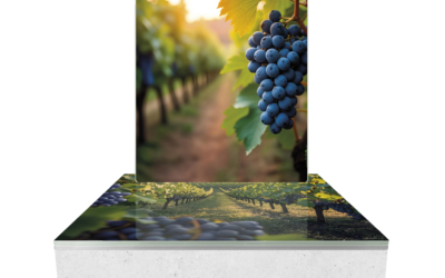 Cinéraire Vigne