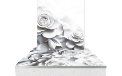 Cinéraire White Roses