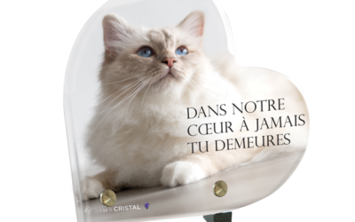 Plaque funéraire chat blanc coeur