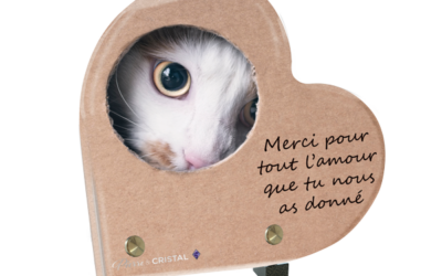 Plaque funéraire chat blanc carton coeur