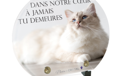 Plaque funéraire chat blanc demi-lune