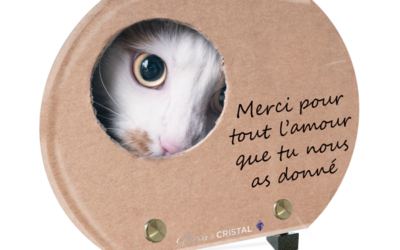 Plaque funéraire chat blanc carton demi-lune