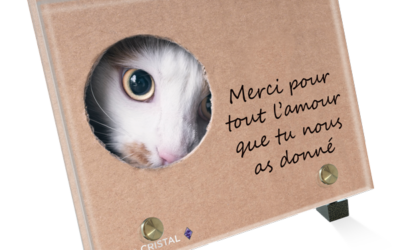 Plaque funéraire chat blanc carton