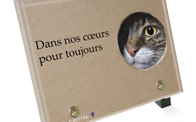 Plaque funéraire chat tigré carton
