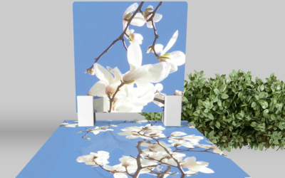 Magnolia