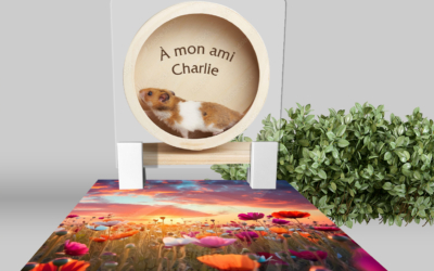 Cinéraire Hamster